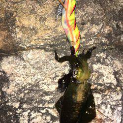 アオリ新子調査！