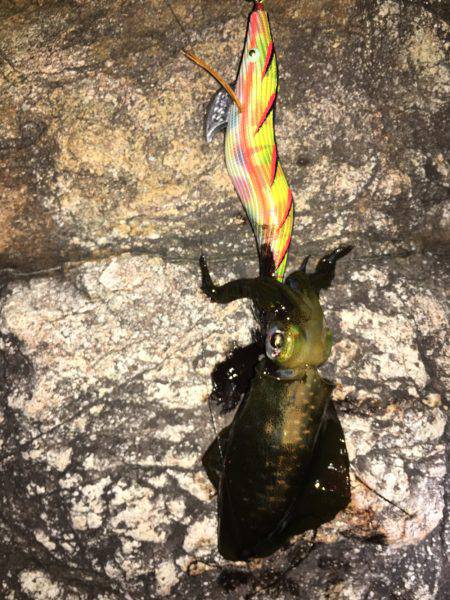 アオリ新子調査！