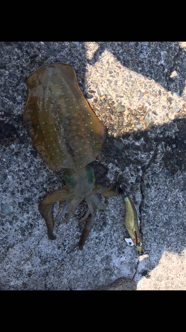 敦賀エギング好調