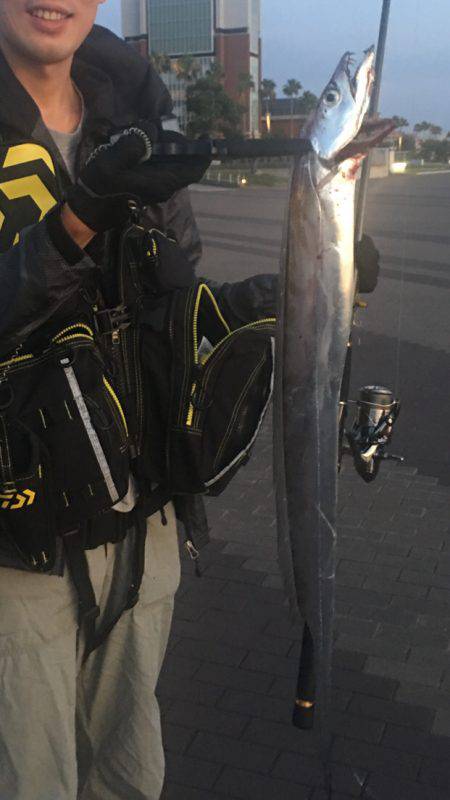 ポートアイランド タチウオ3匹