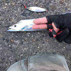 夕まずめ時合スタート