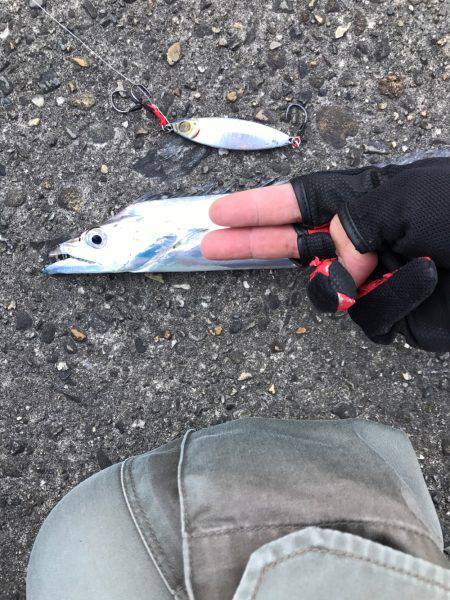 夕まずめ時合スタート