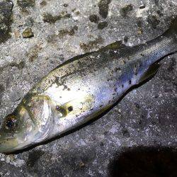 アジのレンジを探せ!