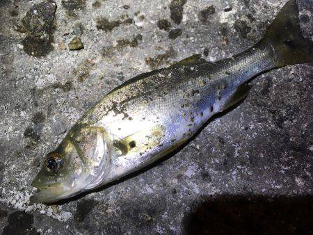 アジのレンジを探せ!