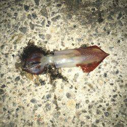 んー微妙やった