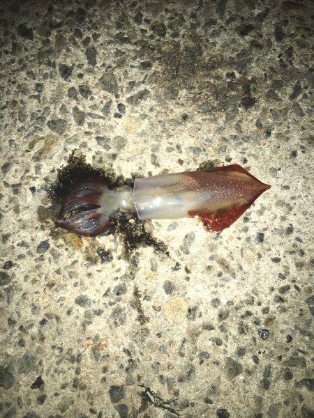 んー微妙やった