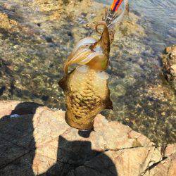 アオリ新子調査2！