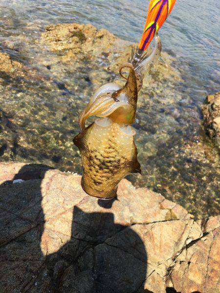 アオリ新子調査2！