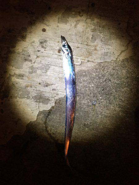 タチウオより人人人