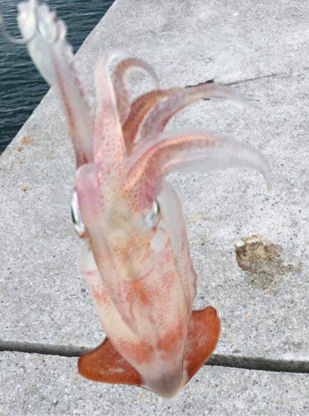 タチウオ狙いのジグにケンサキ