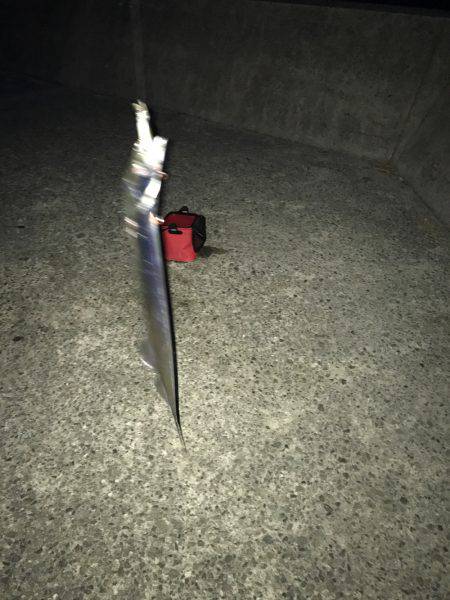 朝マヅメ釣行③