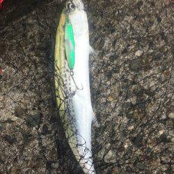 貝塚人工島 ライトショアジギングでサゴシ