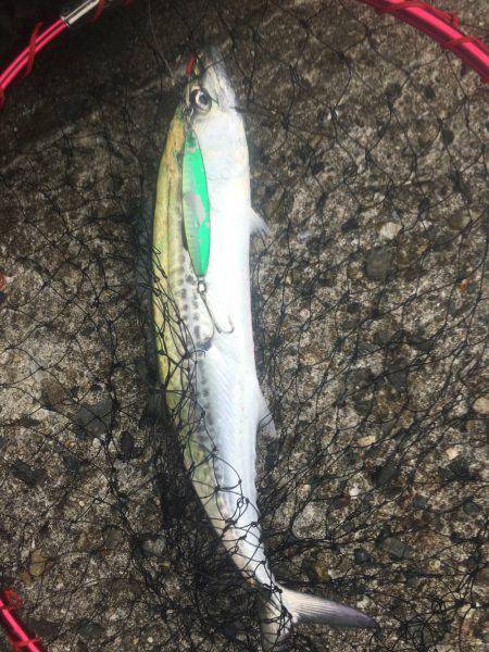 貝塚人工島 ライトショアジギングでサゴシ