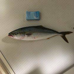 ショアジギング