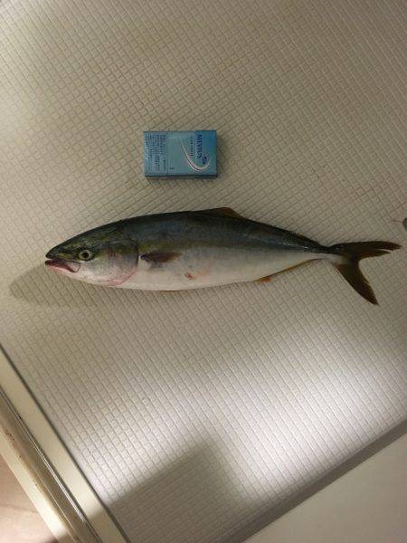 ショアジギング