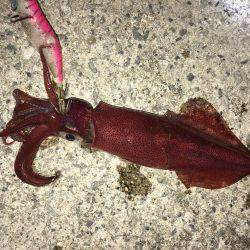 ライトエギング、ケンサキイカ