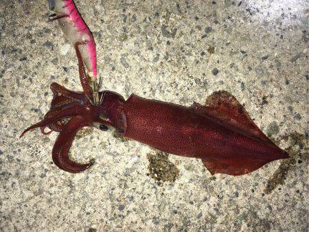 ライトエギング、ケンサキイカ