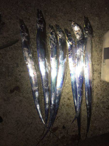 タチウオシーズン本格開幕！