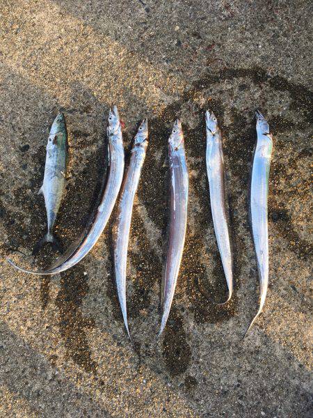 タチウオ、サゴシ、ハマチ、タコ？