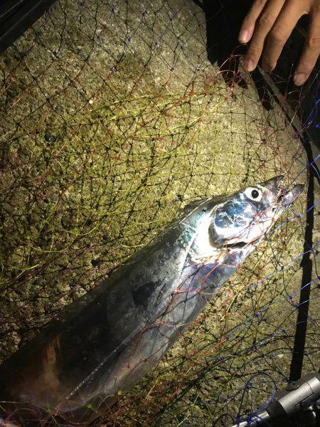 デカすぎタチウオ