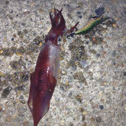 またまた！！垂水漁港でエギング！！