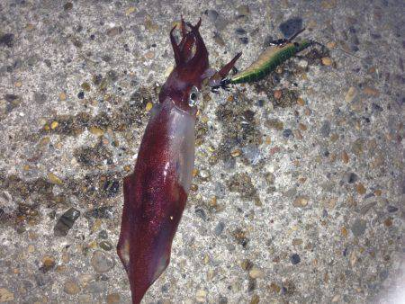 またまた！！垂水漁港でエギング！！