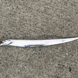 朝マヅメ釣行④