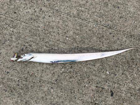 朝マヅメ釣行④