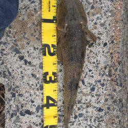 四日市サーフ マゴチ