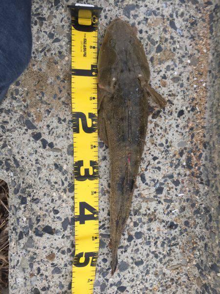 四日市サーフ マゴチ