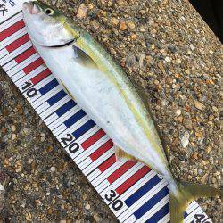 朝まずめツバスゲーム