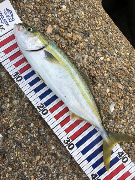 朝まずめツバスゲーム