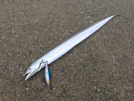 トップタチウオ&ダツ