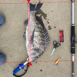 シーバスが釣りたい