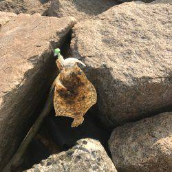 まさかの小ヒラメ2匹