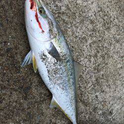 ゲキ渋 ベイトなしショアジギ