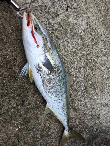 ゲキ渋 ベイトなしショアジギ