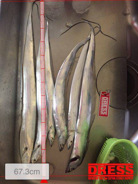 太刀魚〜サゴシ釣行