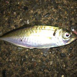 潮止まりでのアジング