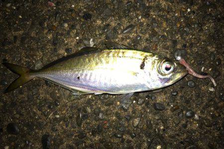 潮止まりでのアジング