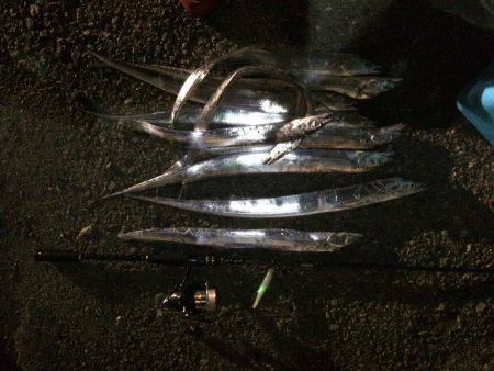 タチウオも人も多い