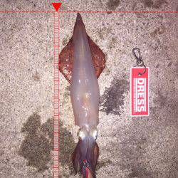 エギング アジング