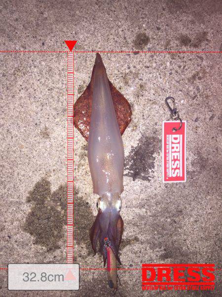 エギング アジング