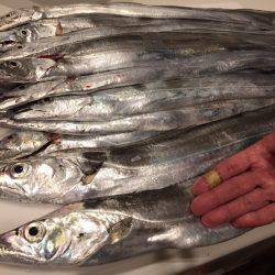 神戸ポートアイランド タチウオ