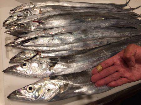 神戸ポートアイランド タチウオ