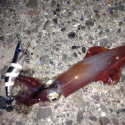 垂水漁港でエギング！！