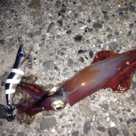 垂水漁港でエギング！！