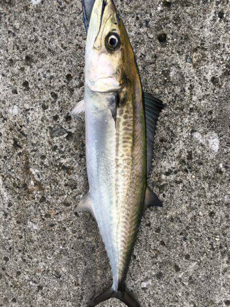 サゴシカッタァー