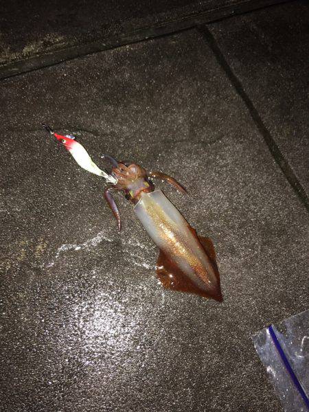 ビギナーズラック