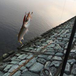 朝まずめ短時間釣行